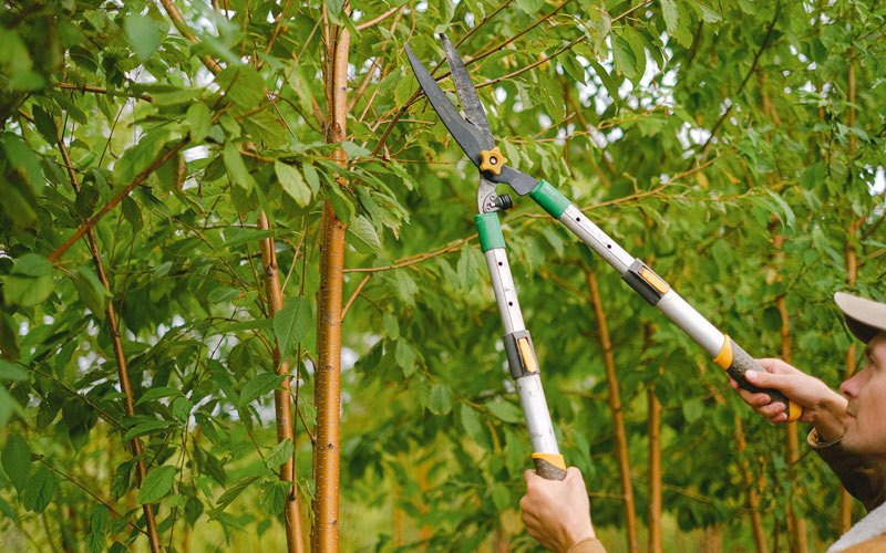 Tree trimming in Cedaredge, CO